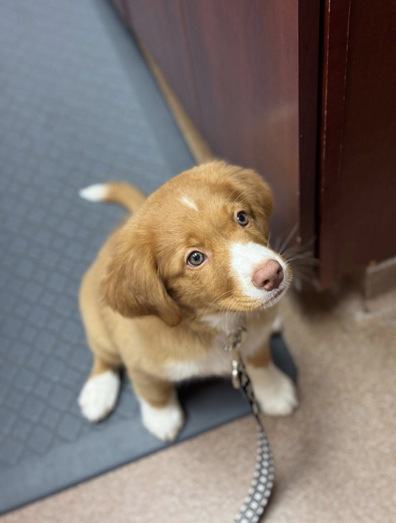 Animal Medical Center patient care moment