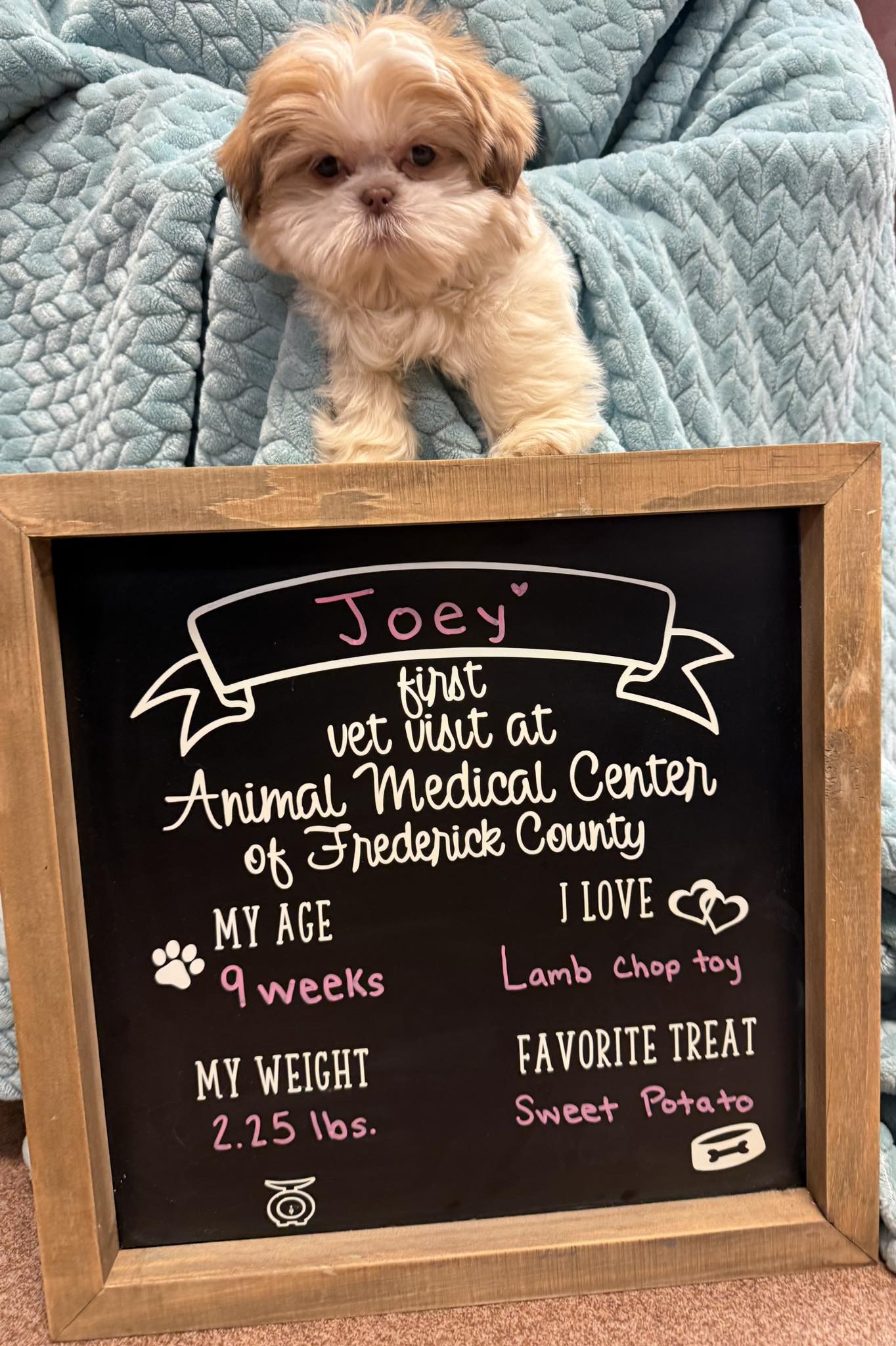 Animal Medical Center exam room moment