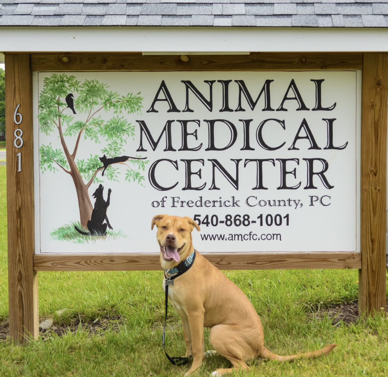 Animal Medical Center hospital life
